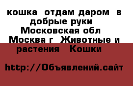 кошка. отдам даром. в добрые руки - Московская обл., Москва г. Животные и растения » Кошки   